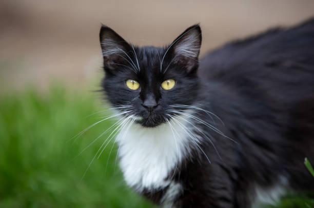 The cat is a domestic species of small carnivorous mammal. It is the only domesticated species in the family Felidae and is commonly referred to as the domestic cat or house cat to distinguish it from the wild members of the family.