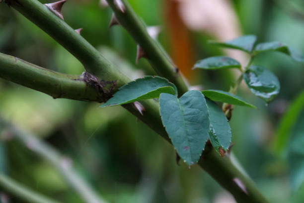 Green rose with water droplets on the leaves, close up.