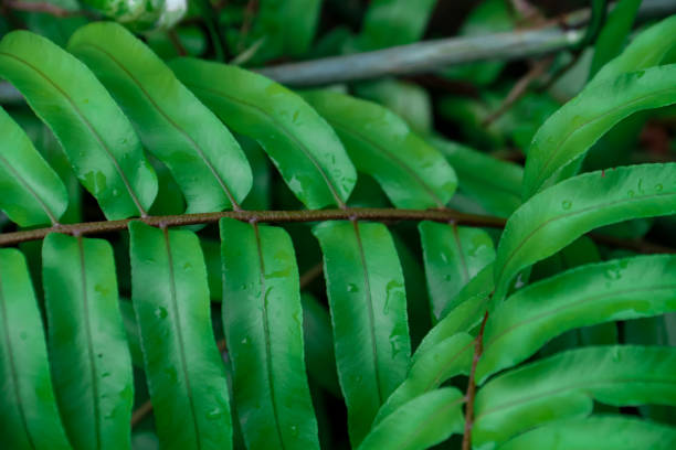 istock Green fern leaves with water drops 1484819124