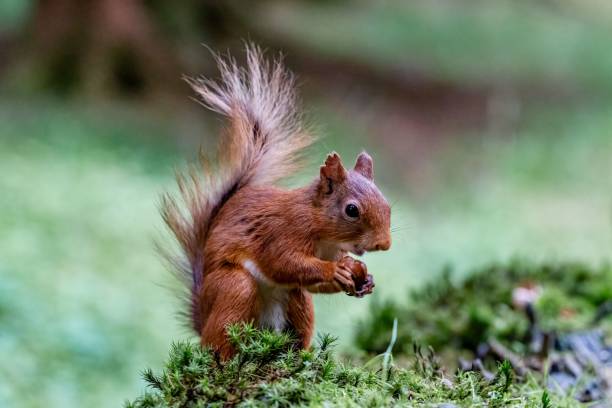 istock Selective focus shot of a squirrel eating food 1484819496