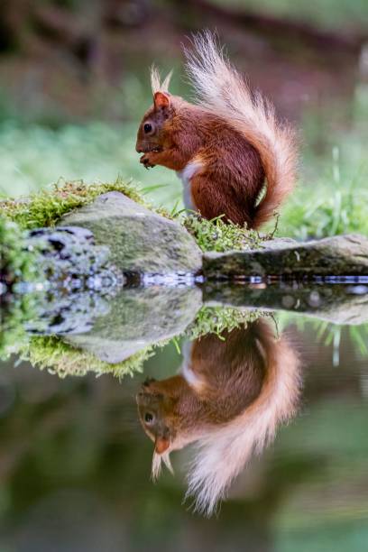 istock Selective focus shot of a squirrel with its reflection in the water 1484819513
