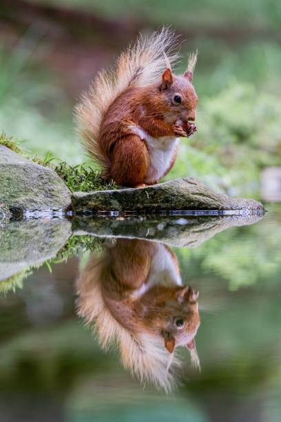 istock Selective focus shot of a squirrel with its reflection in the water 1484819515
