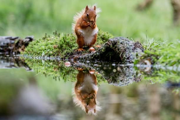 istock Selective focus shot of a squirrel with its reflection in the water 1484819518