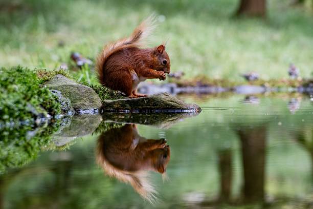 istock Selective focus shot of a squirrel with its reflection in the water 1484819573