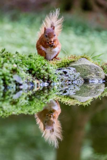 istock Selective focus shot of a squirrel with its reflection in the water 1484819575