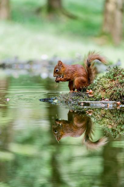 istock Selective focus shot of a squirrel with its reflection in the water 1484819598