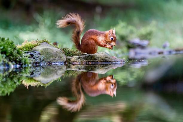 istock Selective focus shot of a squirrel with its reflection in the water 1484819628