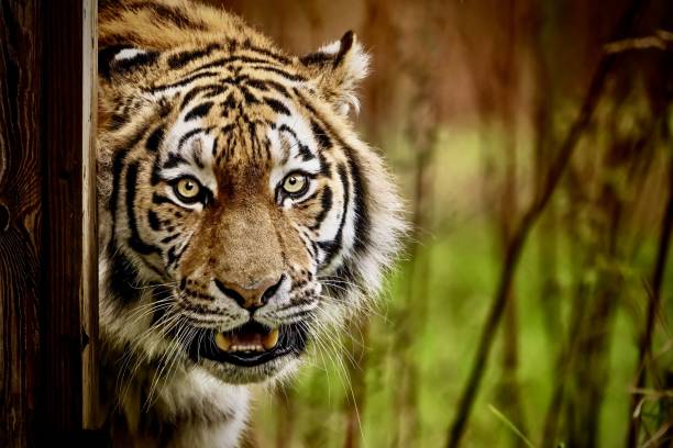 istock Majestic tiger in its natural habitat 1484819678