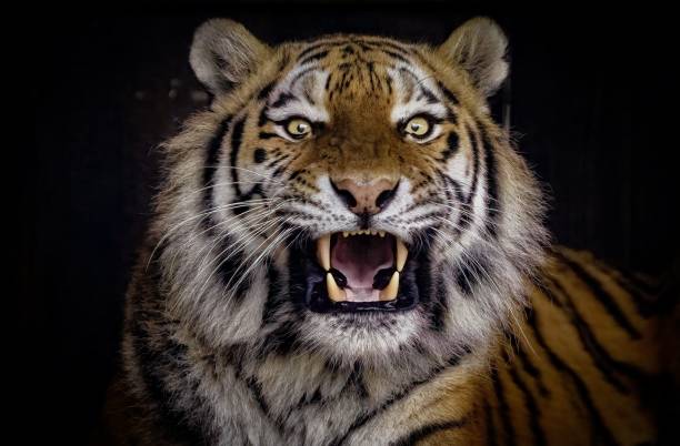 istock Tiger with its mouth open at the zoo 1484819691