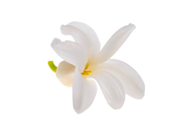 istock hyacinth flower isolated 1484822365