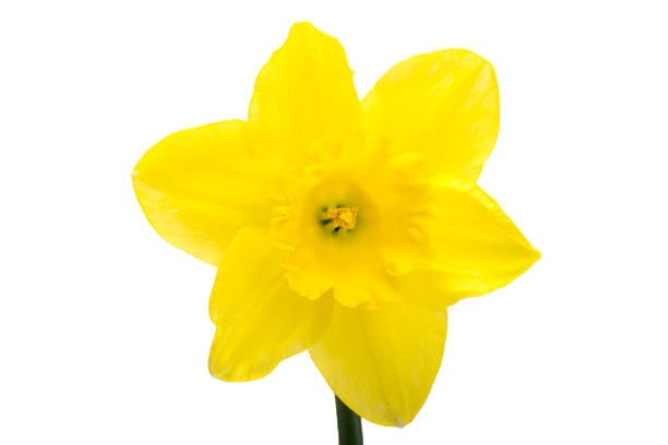 Yellow Daffodil flower isolated on white background