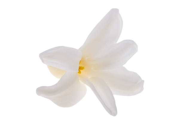 istock hyacinth flower isolated 1484822561