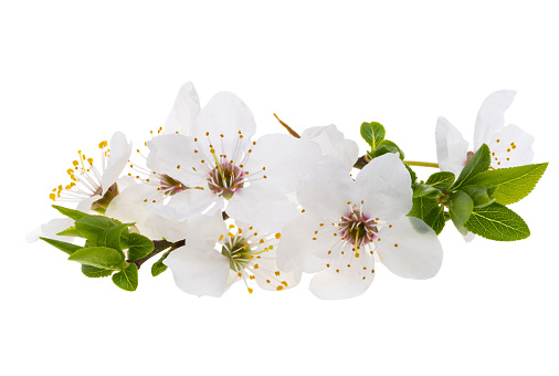 cherry flower isolated on white background