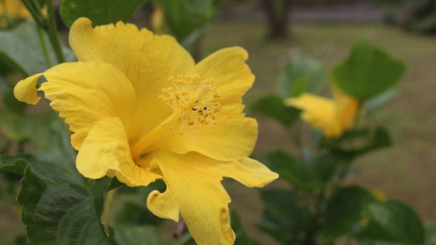 istock yellow blooming  Hibiscus rosa-sinensis flower crown 1484823469