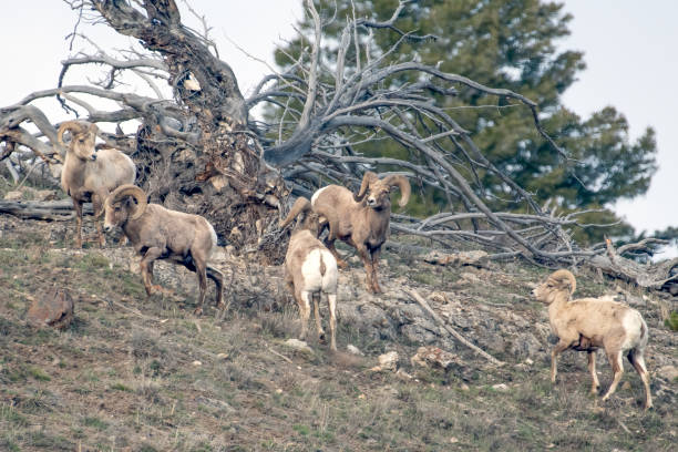 Bull Rams Fighting 80+ Rams Fighting fotos de stock, imagens e fotos royalty-free - iStock