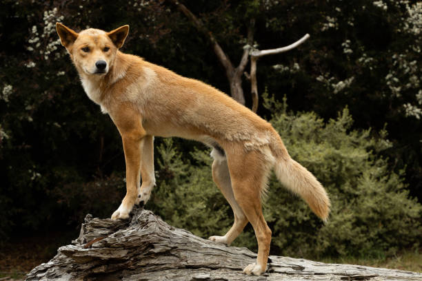istock An Australian wild dingo with orange fur (Canis lupus dingo) 1484825445