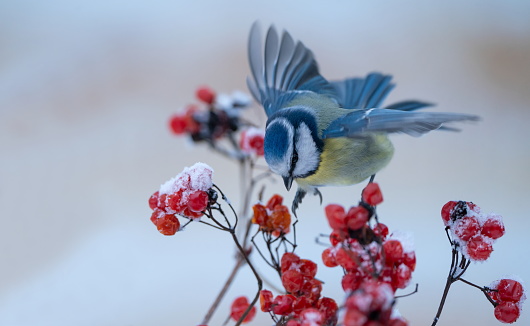 Bluetit on a plant in winter,Eifel,Germany\nPlease see more similar pictures of my Portfolio.\nThank you!