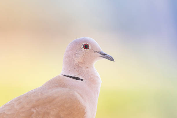 Streptopelia decaocto