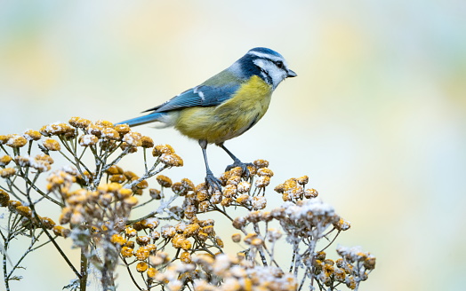 Bluetit on a plant in winter,Eifel,Germany\nPlease see more similar pictures of my Portfolio.\nThank you!