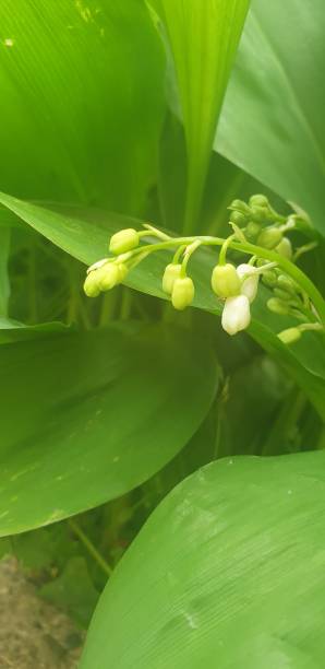 istock Lily of the Valley 1484827076