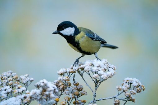 Great tit on a plant in winter,Eifel,Germany\nPlease see more similar pictures of my Portfolio.\nThank you!