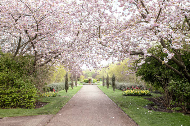 istock The Regents Park in London 1484830636