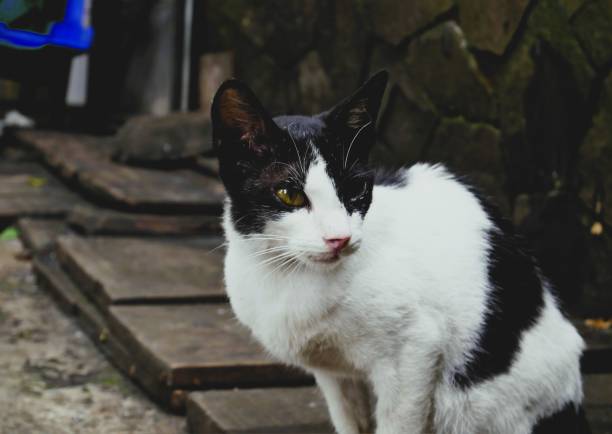 istock black patch cat on the street 1484832386