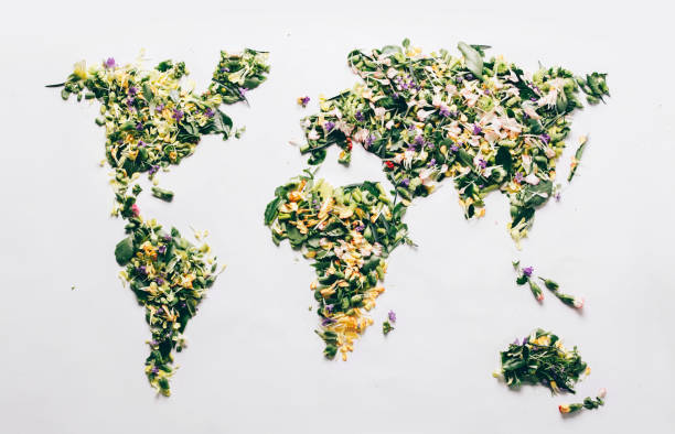 istock World map made with wild spring flowers petals, leaves and stems on white 1484832696