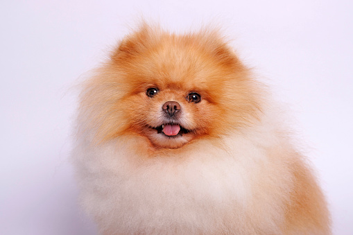 The Pomeranian (often known as a Pom) is a breed of dog of the Spitz type that is named for the Pomerania region in north-west Poland and north-east Germany in Central Europe. Classed as a toy dog breed because of its small size, the Pomeranian is descended from larger Spitz-type dogs, specifically the German Spitz.