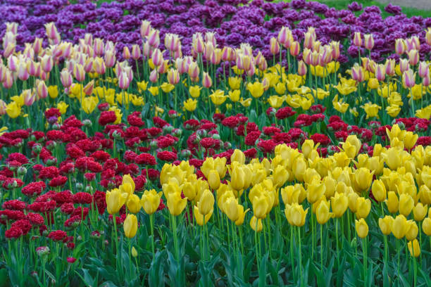 istock Colorful tulip flowers in full bloom 1484835224