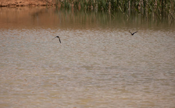 istock Swallow, bird, animal, nature, fly, wilde 1484835820