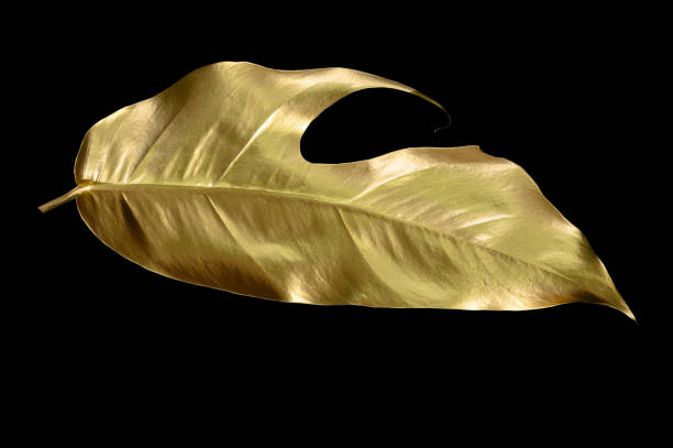 istock golden leaves isolated on black background. 1484837544