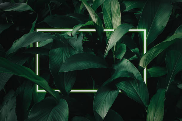 istock Illustration of a large dark green leaf with soft neon light, a rectangular green water led frame light For natural backgrounds 1484837546