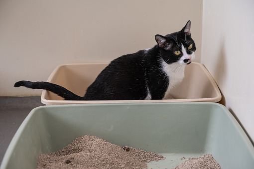 One black and white mixed breed cat inside the litter box