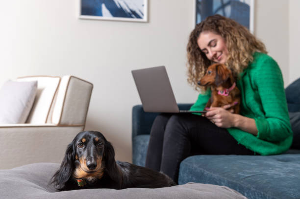 istock Woman working and two Dachshund dogs 1484839028