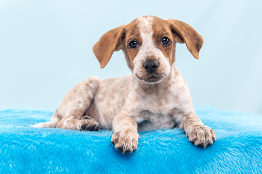 One adorable mixed breed puppy dog in the studio posing on a fluffy blue surface by a blue background