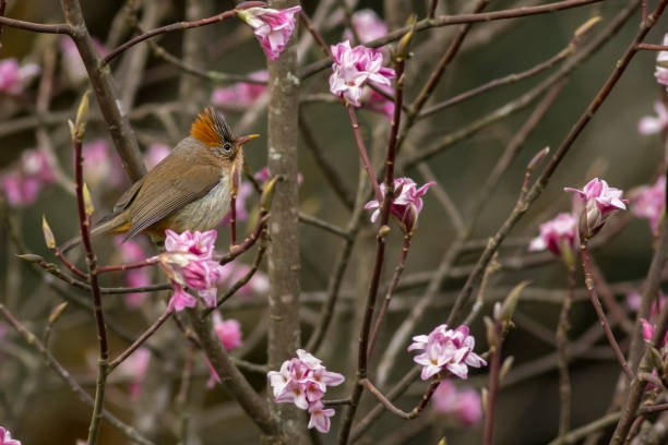 istock A Yuhina bird taking rest on a tree top at Sandakphu, West Bengal. 1484839838