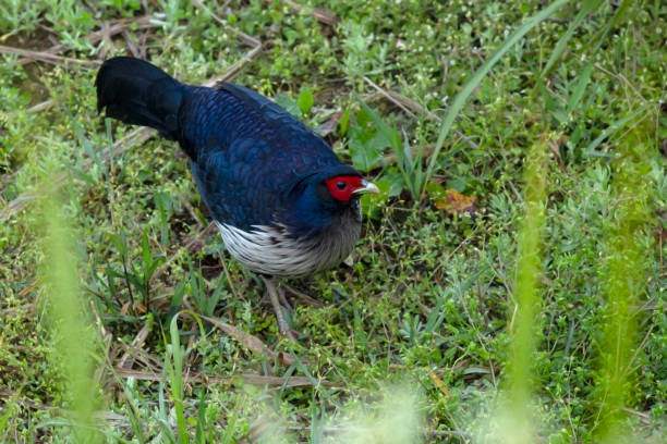 istock A Kalij Pheasant bird taking rest on a tree top at Sandakphu, West Bengal. 1484839885