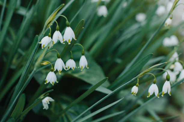 istock Beautiful flowers of Spring snowflake (Leocojum vernum) in a spring garden. 1484839899