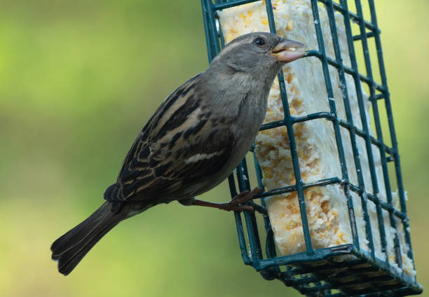 istock A Sparrow on the suet feeder 1484840188
