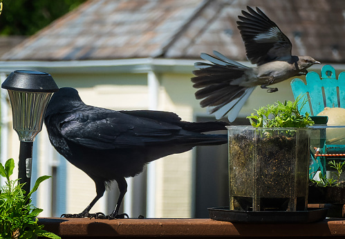 A Large black attacked by a Mockingbird