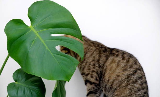 istock tabby cat kitty playing with monstera leaf plant against house wall 1484840263