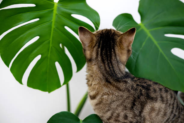 istock tabby cat kitty playing with monstera leaf plant against house wall 1484840379