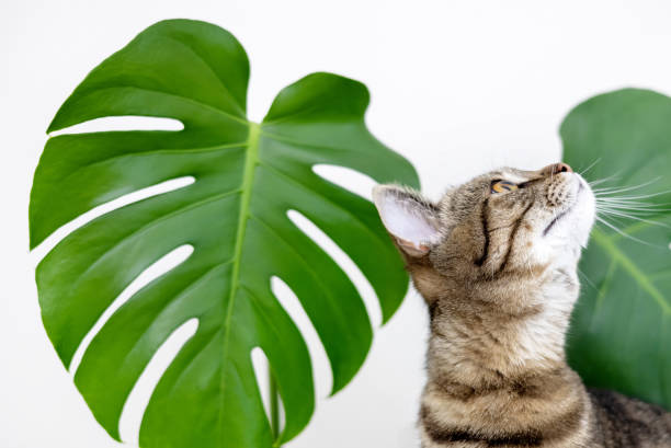 istock tabby cat kitty playing with monstera leaf plant against house wall 1484840395