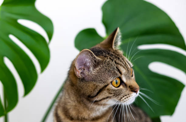 istock tabby cat kitty playing with monstera leaf plant against house wall 1484840465