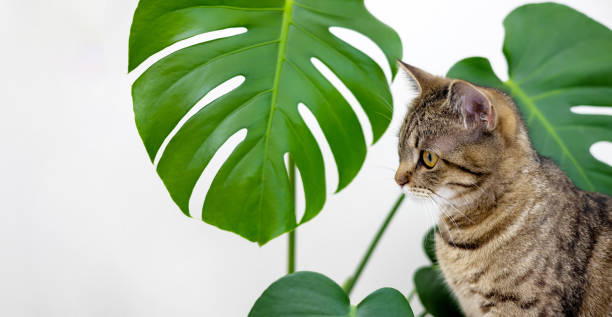 istock tabby cat kitty playing with monstera leaf plant against house wall 1484840473