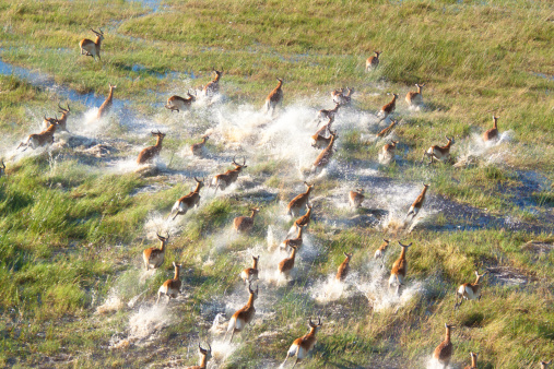 Herd of impala escapaing in the delta of okavango
