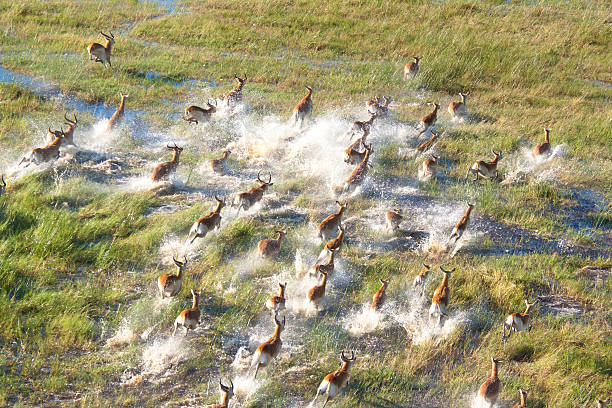 Herd of impala Herd of impala escapaing in the delta of okavango botswana stock pictures, royalty-free photos & images