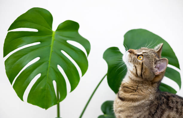 istock tabby cat kitty playing with monstera leaf plant against house wall 1484840930