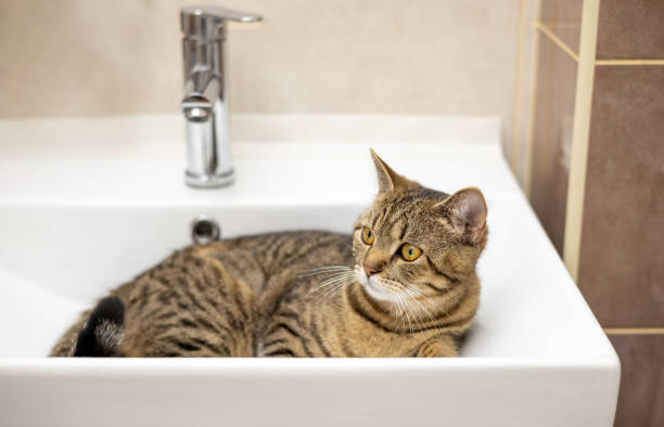 istock tabby cat in bathroom on wc tank or in sink 1484841003